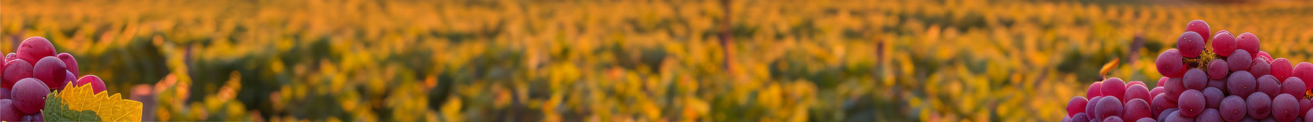 Gruppe 11047@2x(w=2512,h=176,v=1725025880).jpg